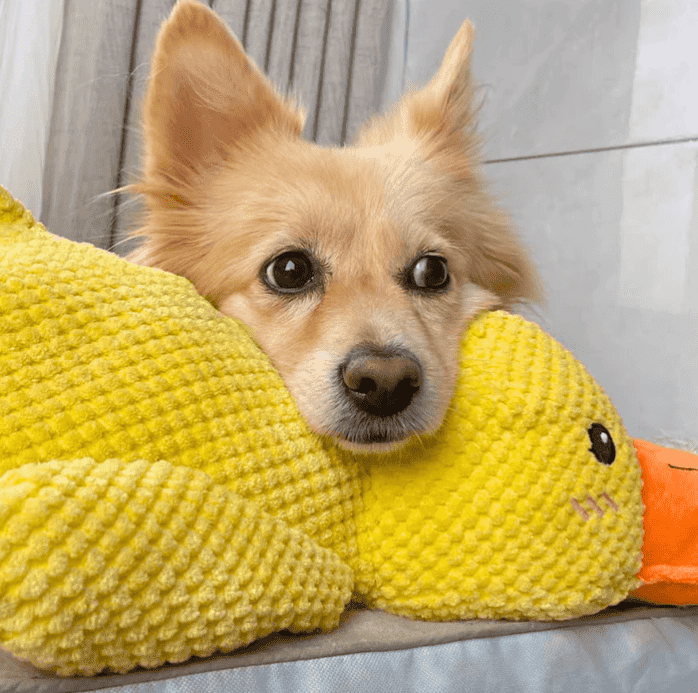 Ducky™ The doggy calmer | Verlicht stress en angst bij je hond direct en zorgt voor eindeloos plezier